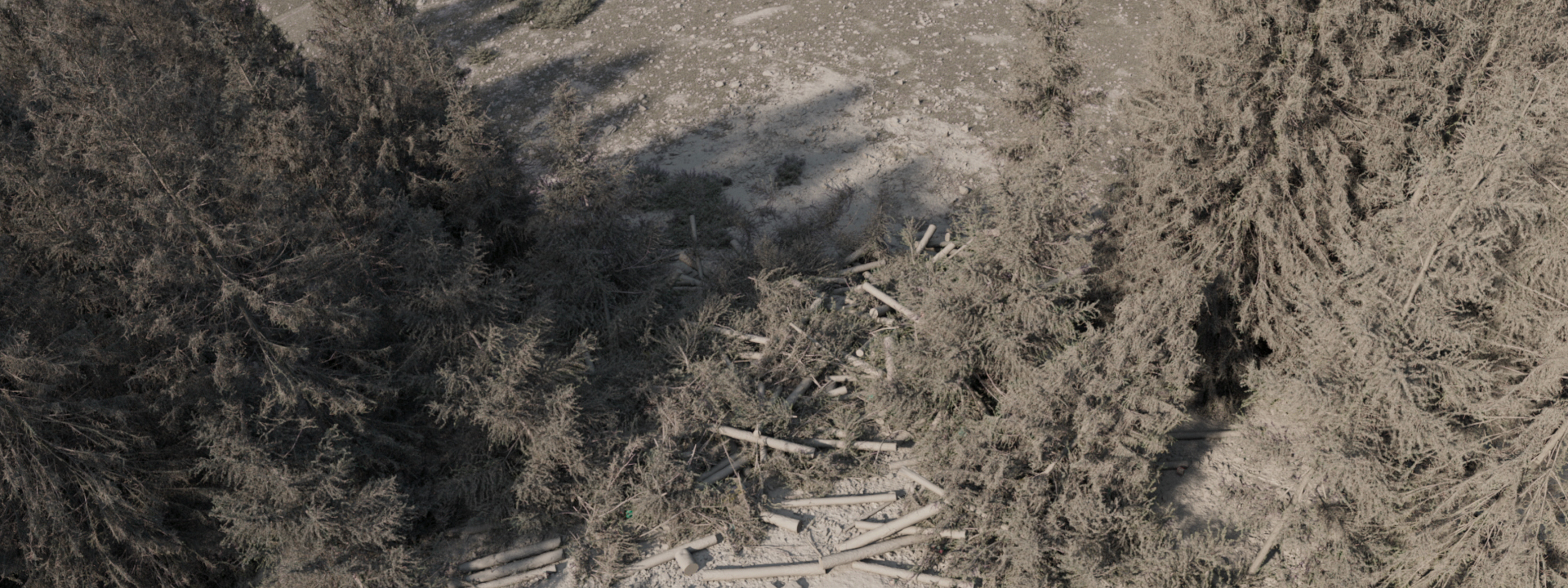 woodwalkers